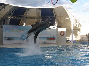 Парный прыжок дельфинов в дельфинарии в Коктебеле