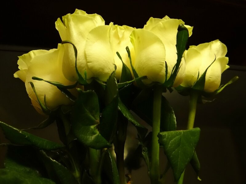 День жёлтых роз