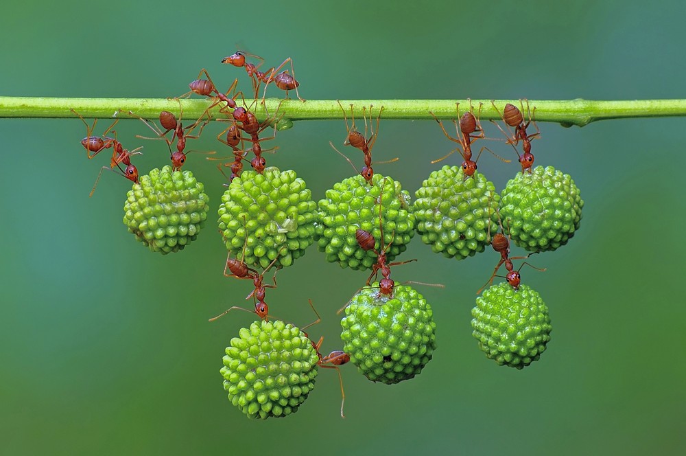 Картинки по запросу муравей труженик