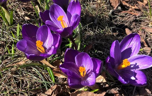 Фиолетовая весна