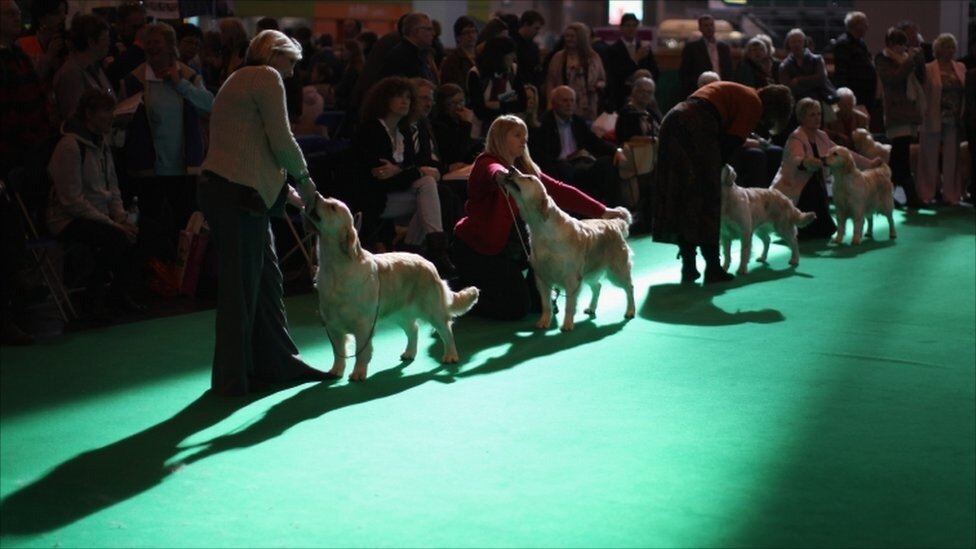 Выставка собак Crufts 2011 - Фотографии со всего мира ! — ЖЖ
