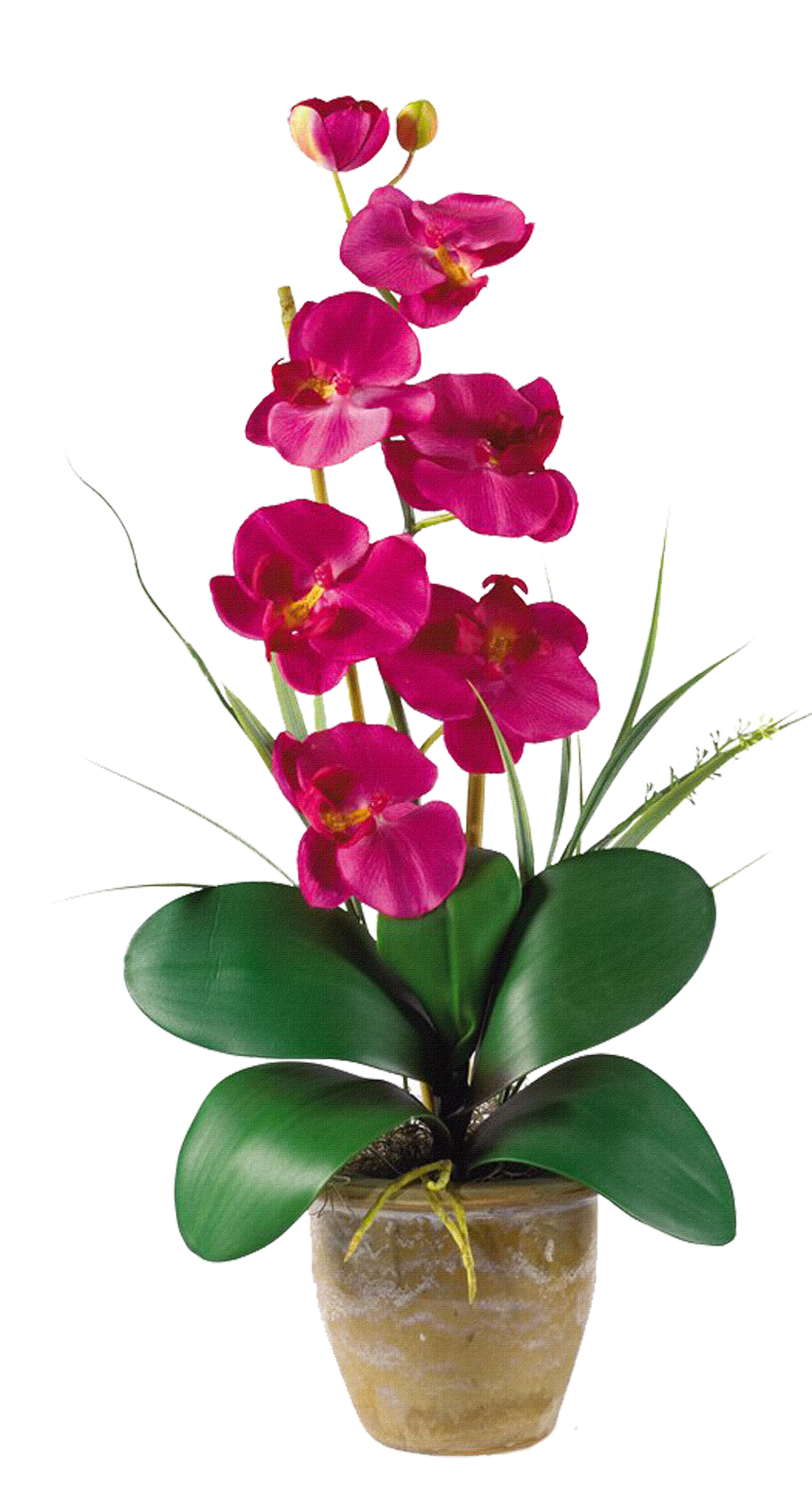 Орхидея в горшке екатеринбург. Орхидея фаленопсис Silk. Фаленопсис #6. Фаленопсис Silkin. Фаленопсис Manila.