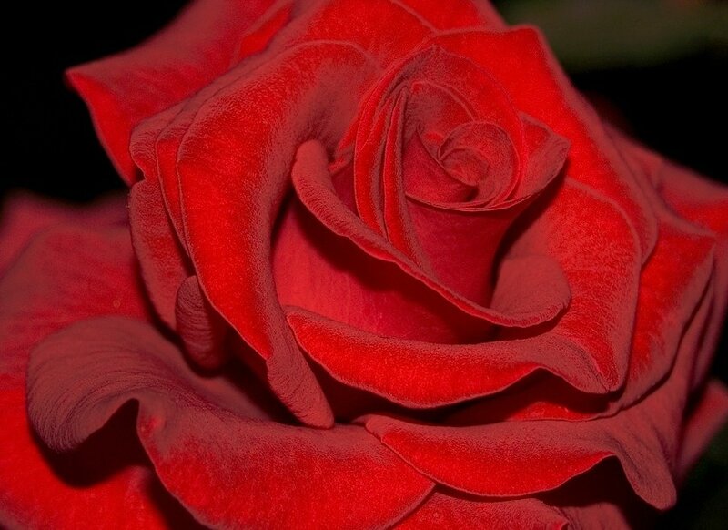 Открой мне сердце, Роза: секреты ухода и символика этого прекрасного цветка