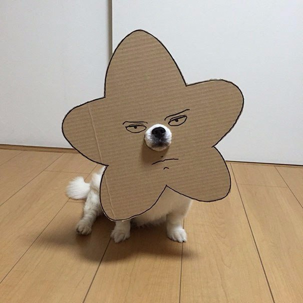 Японка вырезает для своей собаки забавные костюмы из картона