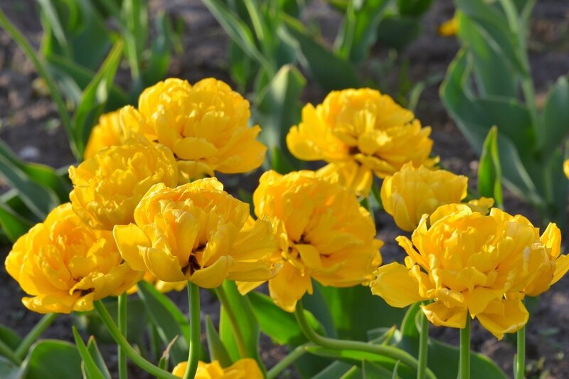 Эти жёлтые тюльпаны ...