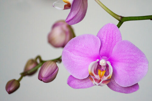 Ветка орхидеи