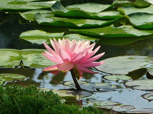 Розовая водяная лилия