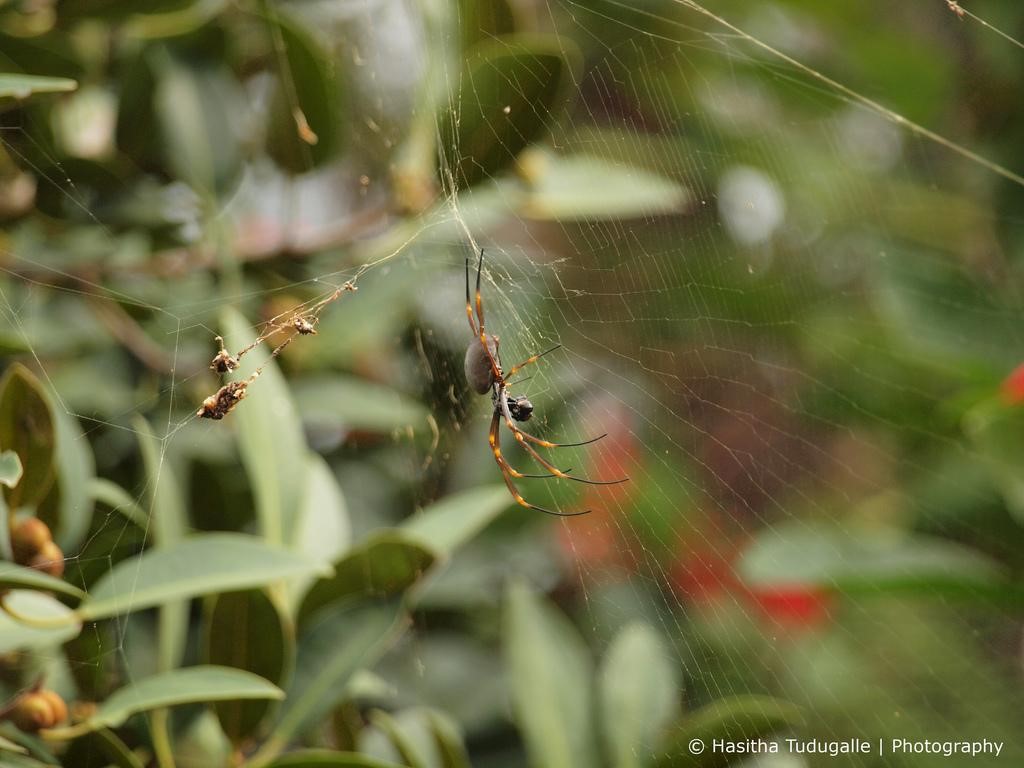 Паучок на палочк пауков, пауки, Nephila, может, который, подробнее, Самый, spiders, палке, затруднения, Поскольку, дыхательные, редких, астматиков, реакции, аллергические, обладает, относительно, вызвать, случаях