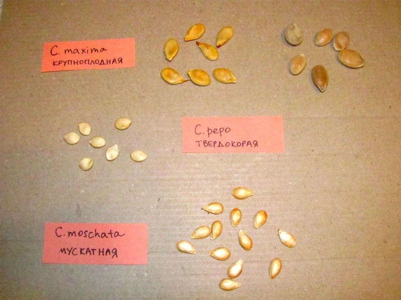 Как отличить семена. Семена тыквы и семена кабачка. Семена кабачка и тыквы разница. Семена похожие на тыквенные. Как выглядят семена тыквы.