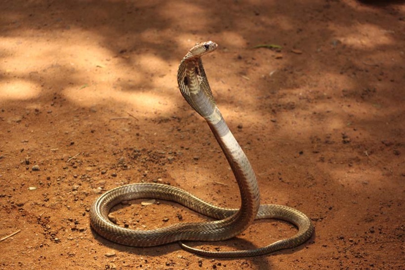 Пугающие фотографии змей