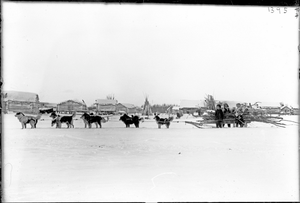 Перевозка древесины в собачьей упряжке, Сибирь, 1901