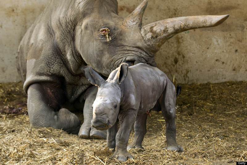 Африканские носороги. Чёрные и белые. Наше расследование