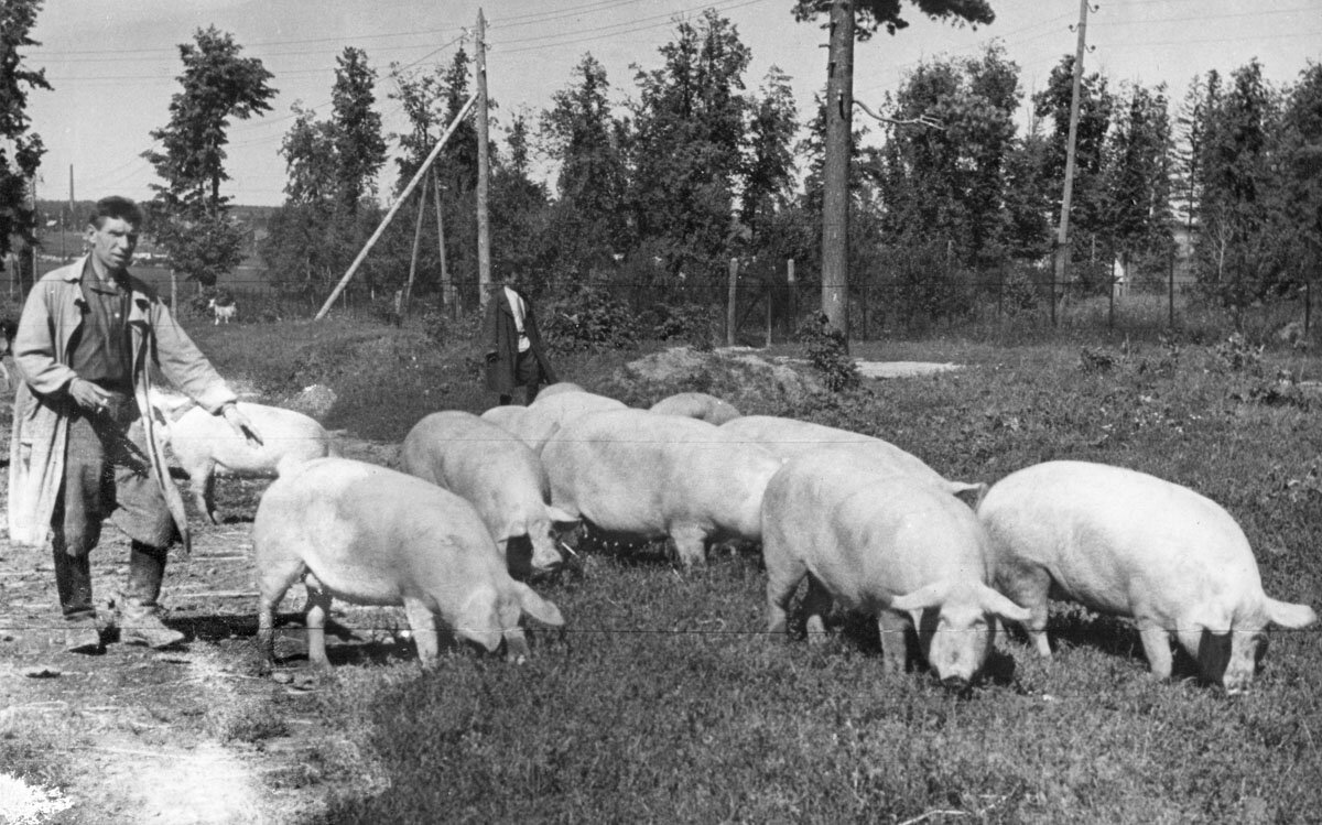 Свиноферма, 1950 г.