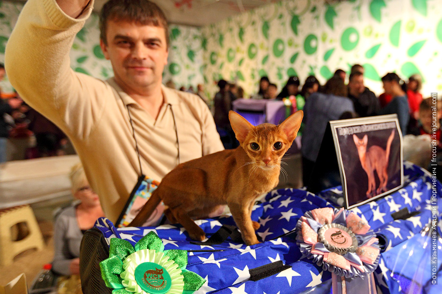 Сити молл выставка. Выставка кошек. Выставка собак кошек в Москве. Выставка кошек веер Молл. Абиссинские кошки победители выставок.