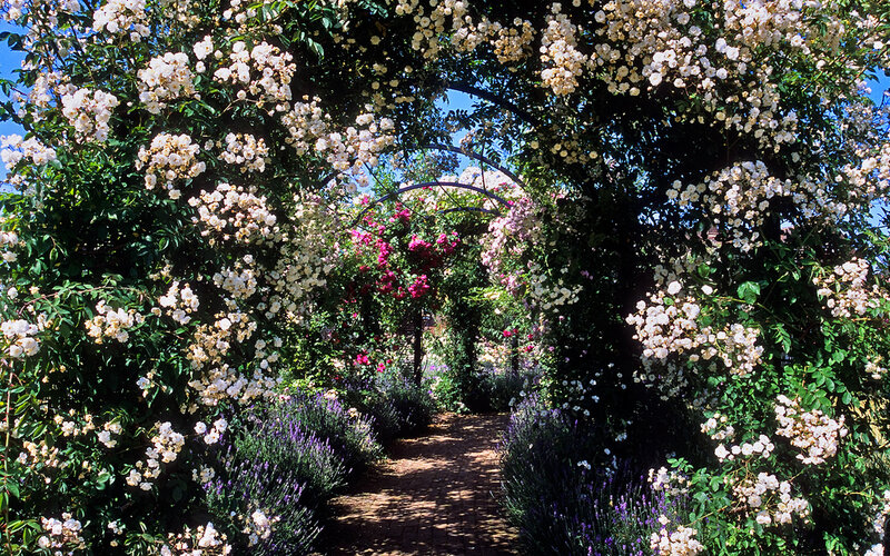 Royal National Rose Society Gardens - formerly The Gardens of t