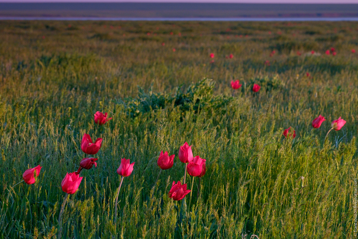 Красотой красок тюльпанов цветущих в степи