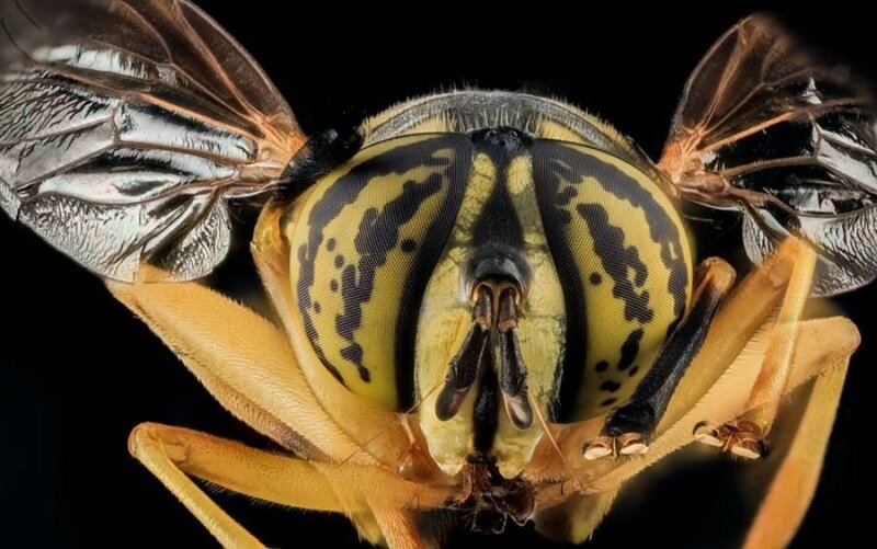 Членистоногие крупным планом   удивительные фотографии насекомых