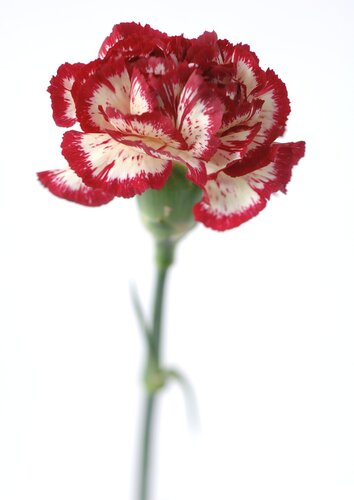 carnation, 