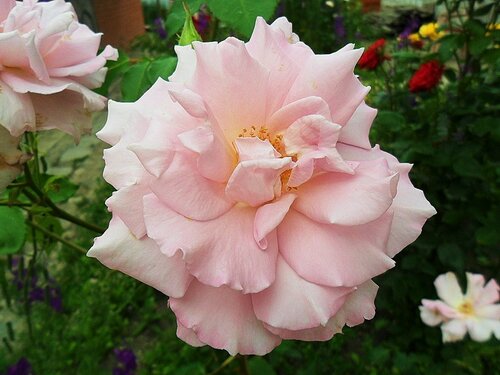 Зрелый аромат розовой розы!