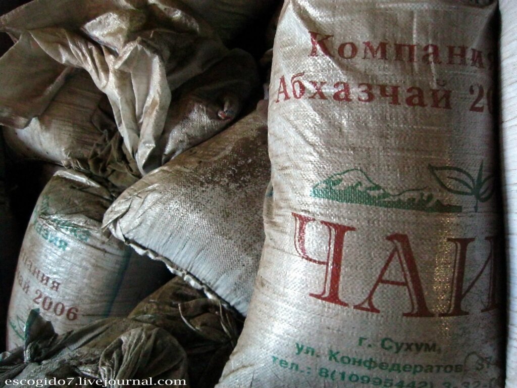 Как производят чай в Абхазии