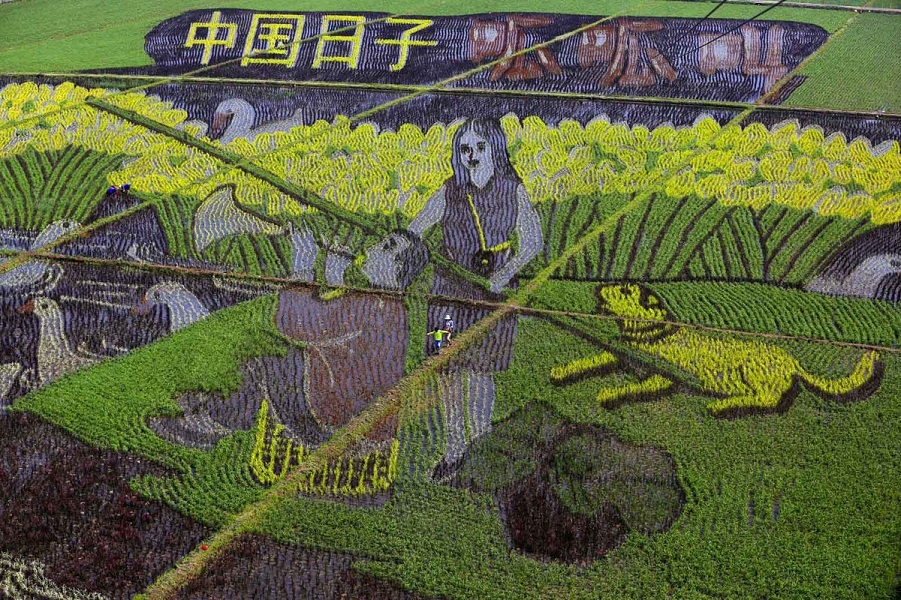 Рисунки на рисовых полях