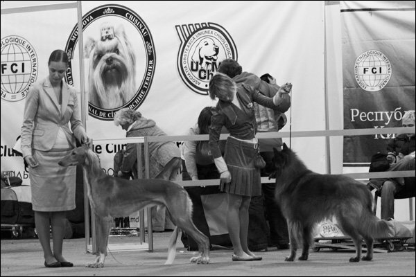 Выставки собак скор. Фотографы с выставки собак Москва. Выставка собак фото. Хилл парк выставка собак. Выставка собака в Песбург.