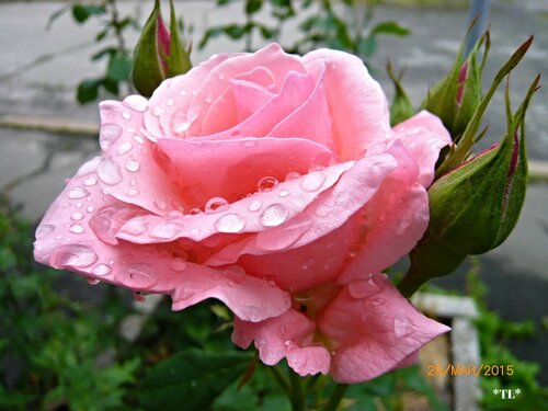 Розы под дождем