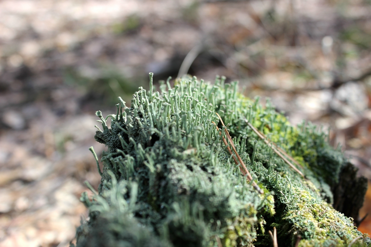 К чему относятся лишайники. Серый мох. Древний лишайник. Серый мох #6c7059. Фрагментация лишайника.