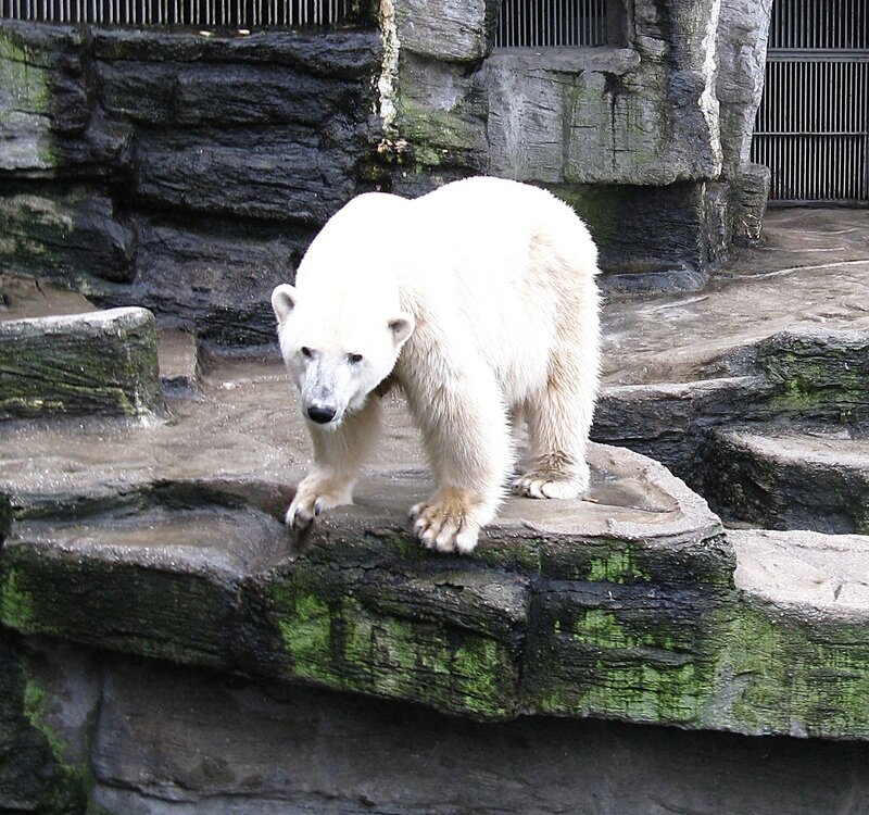 Мир белых медведей, зоопарк Шёнбрунн, Вена