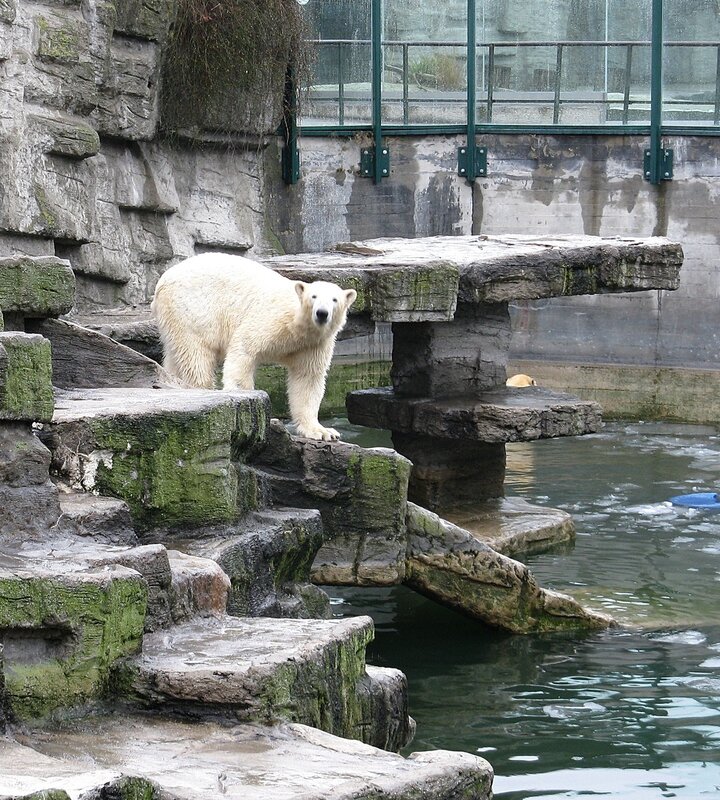 Мир белых медведей, зоопарк Шёнбрунн, Вена