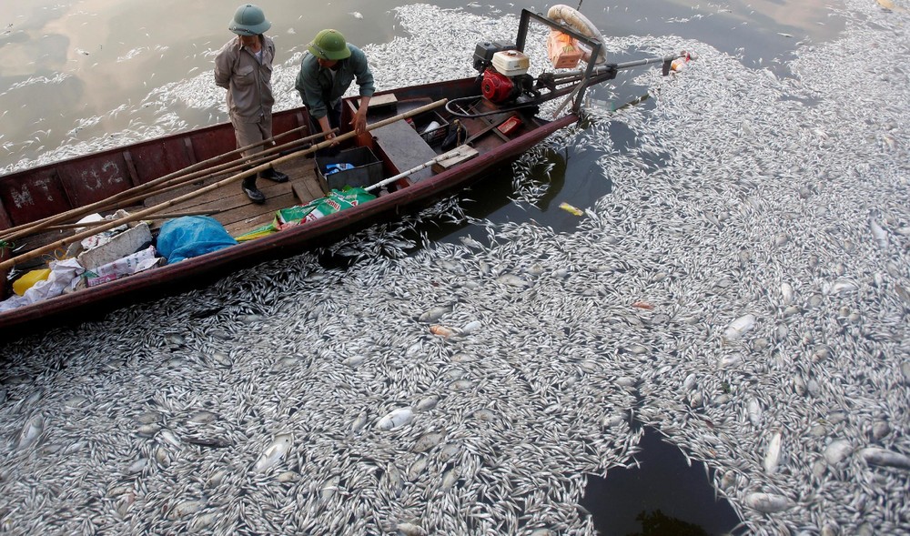 Тонны рыбы задохнулись в Западном озере Ханоя. ФОТО