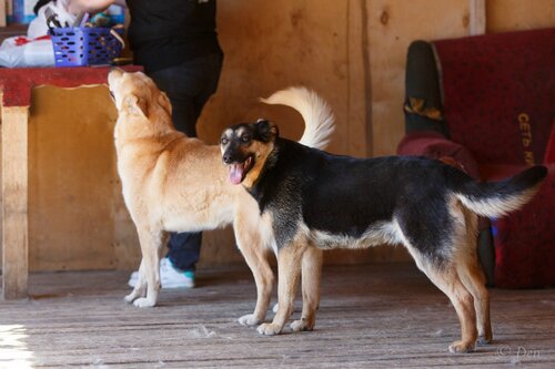 Джоли-Питт собаки из приюта догпорт фото
