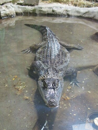 Кайман крокодиловый