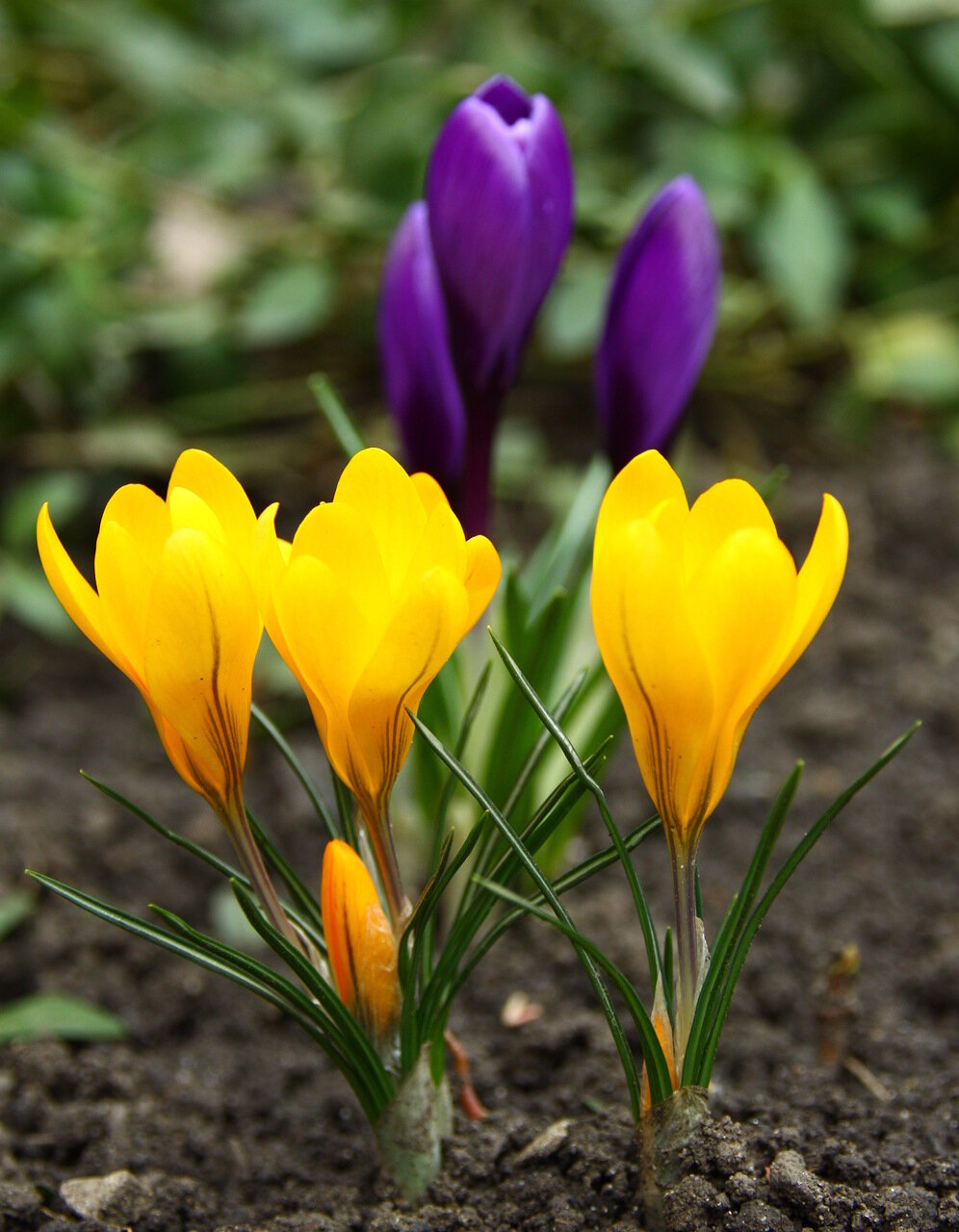 Желтые ранние цветы весной как называется. Цветы крокусы первоцветы. Первоцветы подснежники крокусы. Крокус (Шафран) первоцвет. Весенние цветы первоцветы Крокус.