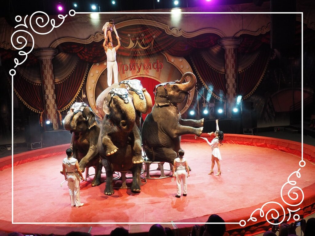 Девочка и слон цирк кисловодск. Слон в цирке. Пирамида слонов цирк. Никулинский цирк слоны. Сюжетная композиция цирк слоны.