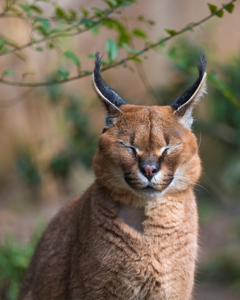 Дикие кошки: Каракал (Felis caracal) каракал, Felis, кошка, каракалы, caracal, время, можно, Caracal, каракалу, шерсть, Африке, черного, цвета, охоты, каракала, Индии, этого, имеют, кисточки, чтобы