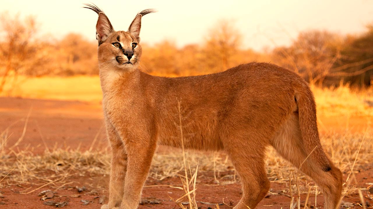 Дикие кошки: Каракал (Felis caracal) каракал, Felis, кошка, каракалы, caracal, время, можно, Caracal, каракалу, шерсть, Африке, черного, цвета, охоты, каракала, Индии, этого, имеют, кисточки, чтобы