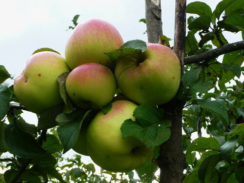 Высоко на дереве яблоки созрели,солнышком напитаны спелые бока....