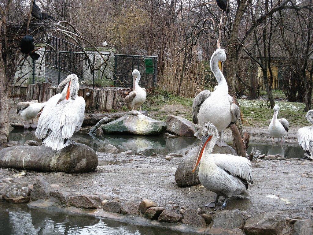 Пеликаний пруд, зоопарк Шёнбрунн, Вена