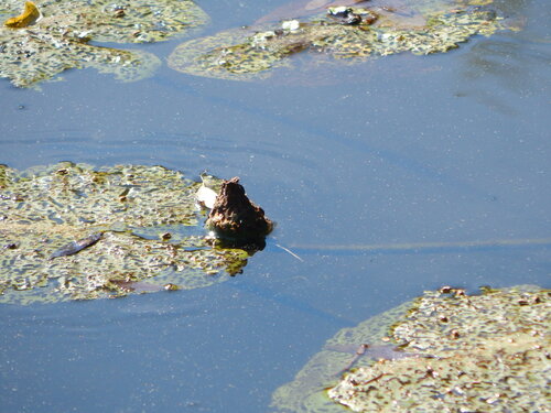 лягушка сидит на воде