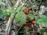 Земляника лесная (Fragaria vesca)