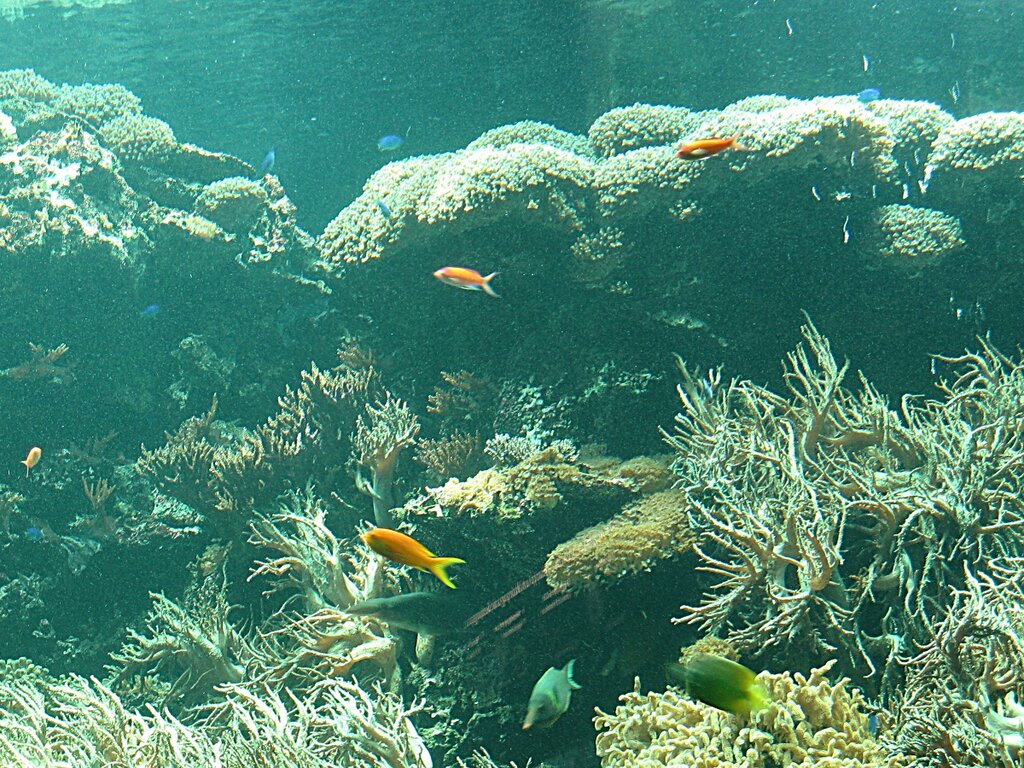 Аквариум 'Коралловый риф', зоопарк Шёнбрунн, Вена