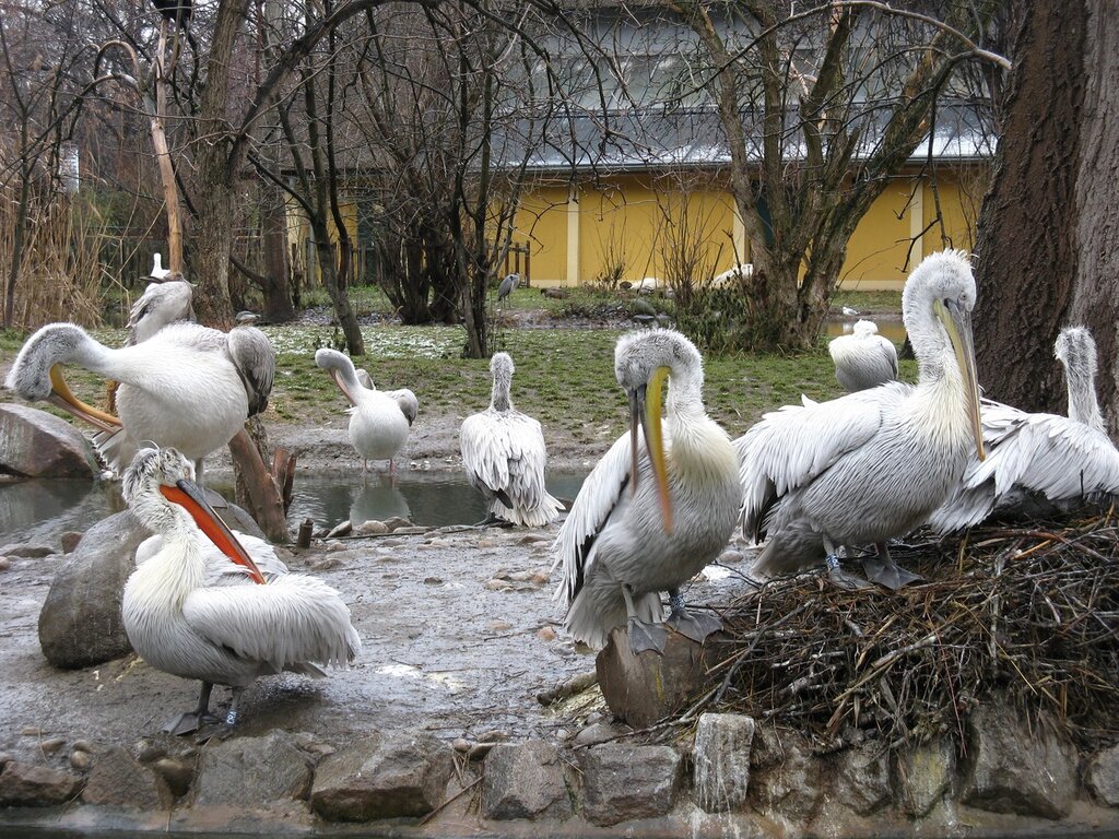 Пеликаний пруд, зоопарк Шёнбрунн, Вена