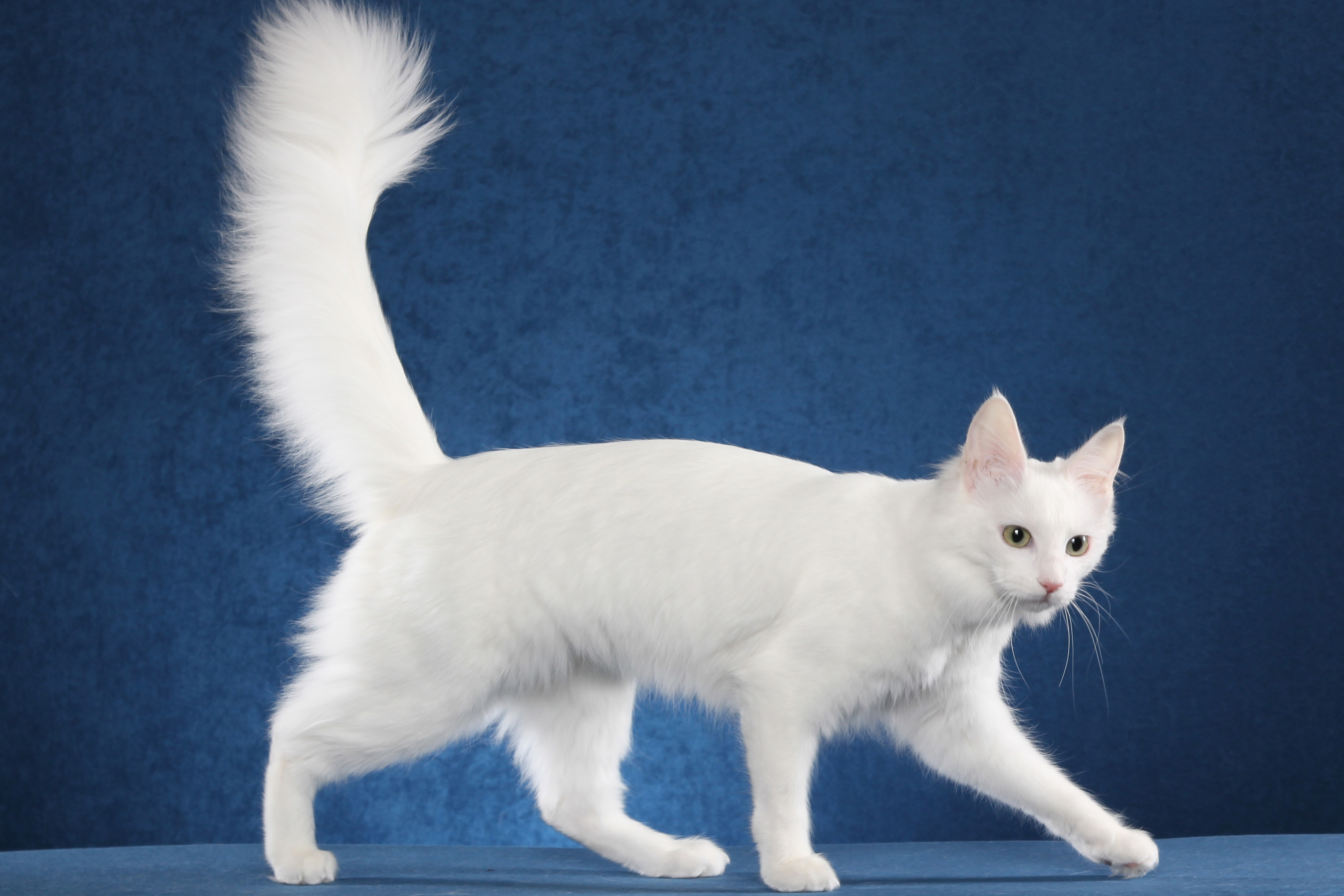 Как называется белая порода кошек. Ангорская кошка. Турецкая ангора кот. Ангорская кошка турецкая ангора. Турецкая ангора белая.