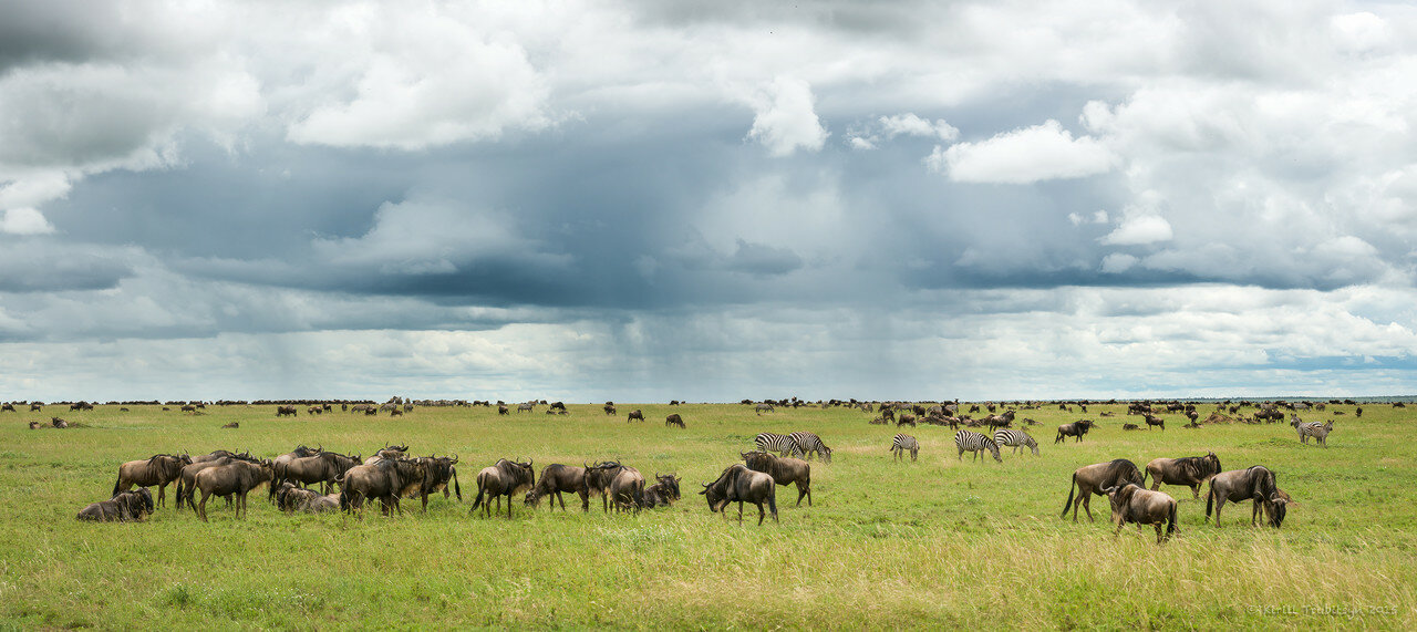 Фотоохота в Танзании 2015
