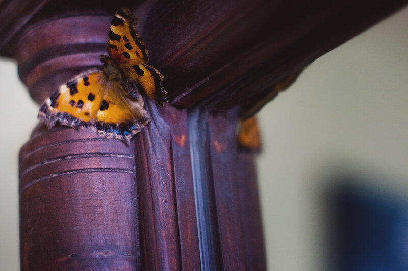 Бабочки влетают в дом. Залетела бабочка в окно. Бабочка залетела в дом осенью. Мотыльки залетающие в окна. Бабочка залетела в дом примета осенью.