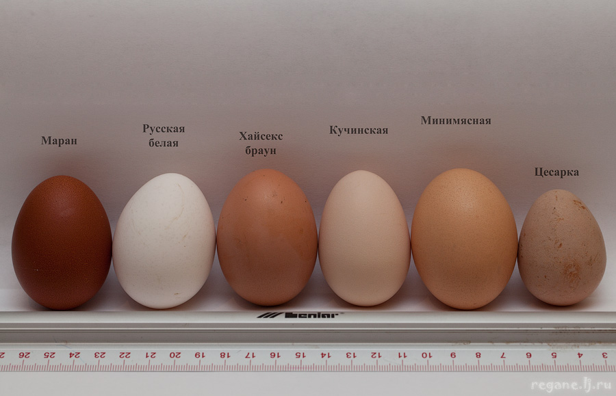 Размер яиц кур. Несушка Браун ник цвет яйца. Куры Араукана яйца. Яйца утки Араукана. Размер яиц.