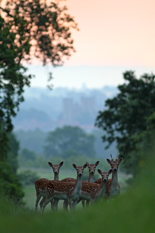 A group of young Fallow Deer at dawn on a misty morning.