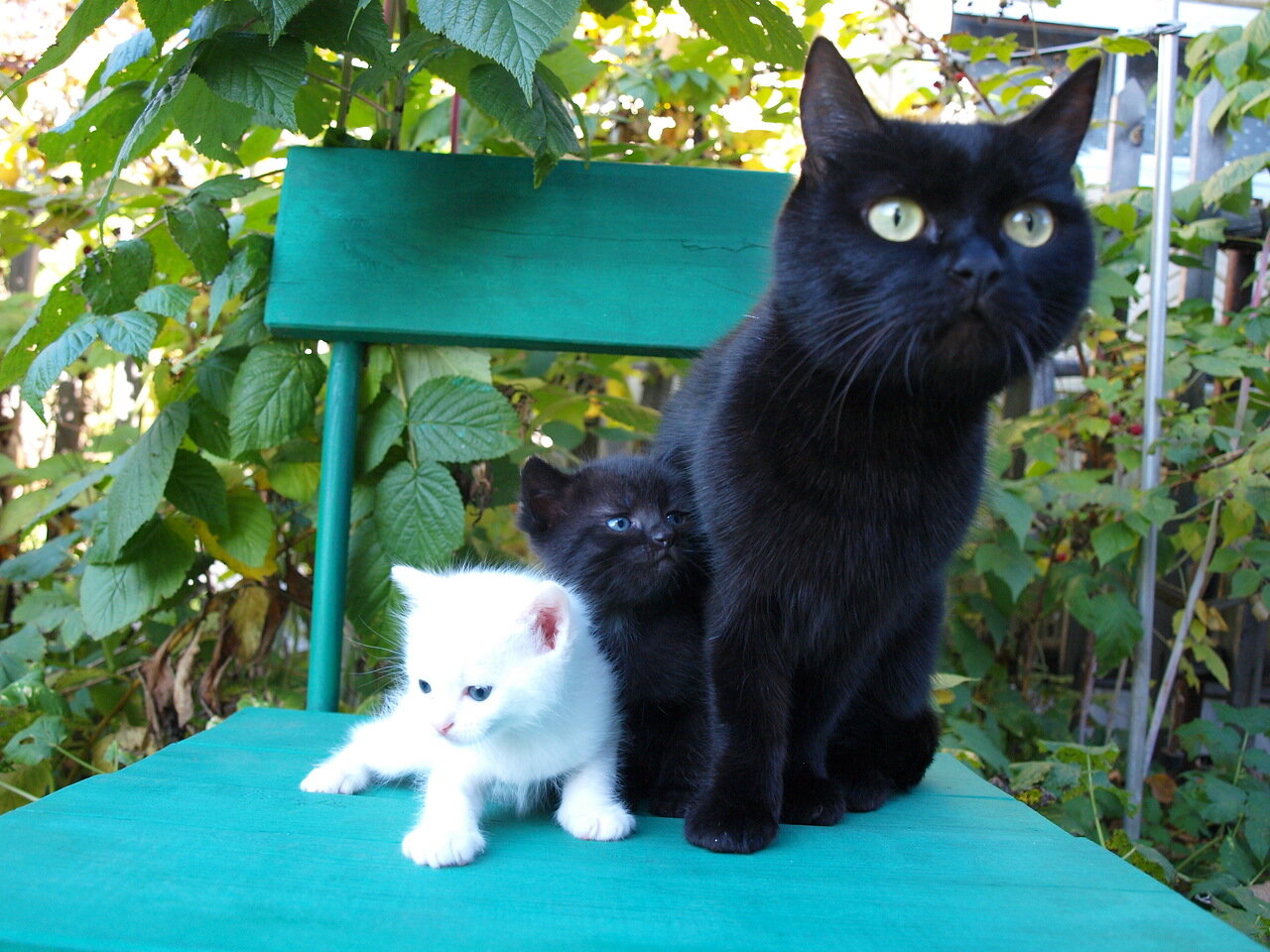 Купить новую кошку. Черно-белый кот рядом с домом. Степанов про котенка. Покажите нашу кошку.