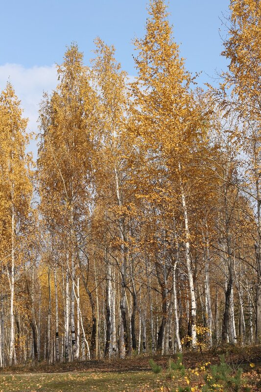 Golden autumn in Ural. Kirovgrad
